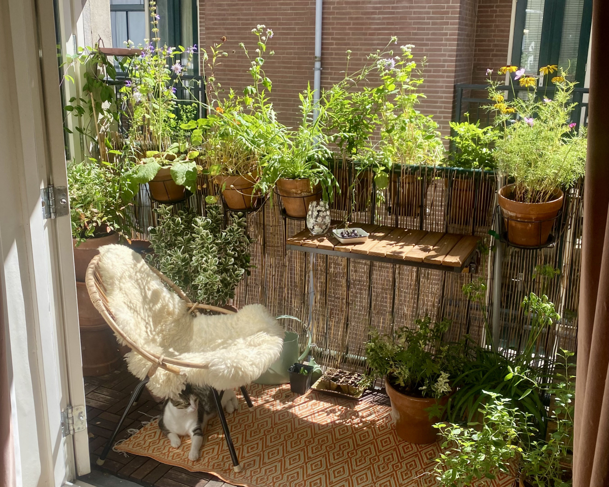 [Natuur op het balkon]